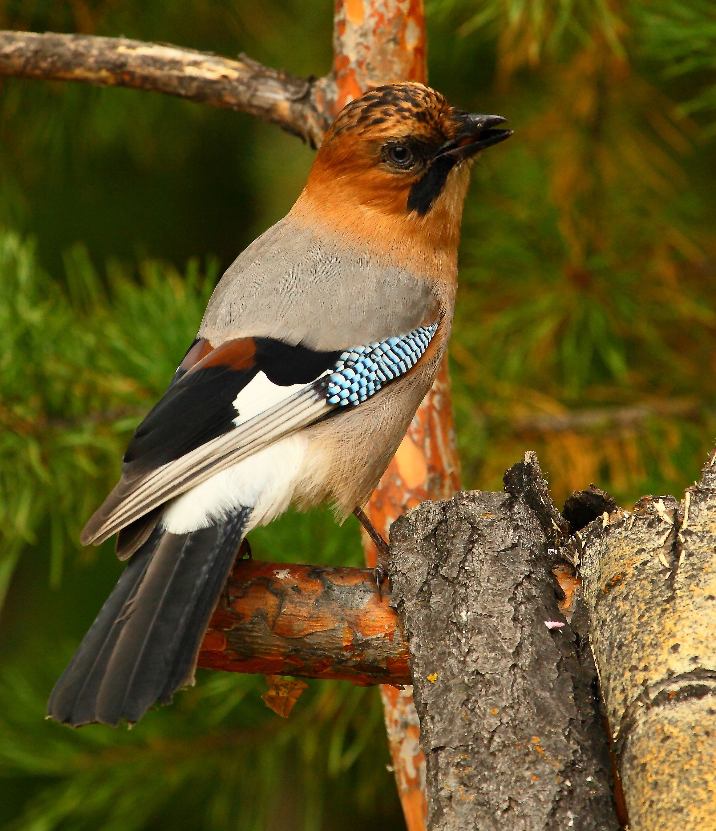 СОЙКА (Garrulus glandarius)